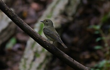 オオルリ 場所が不明 撮影日未設定