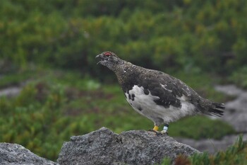 ライチョウ 乗鞍岳 2021年8月12日(木)