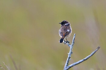 Amur Stonechat 栃木県 Wed, 9/15/2021