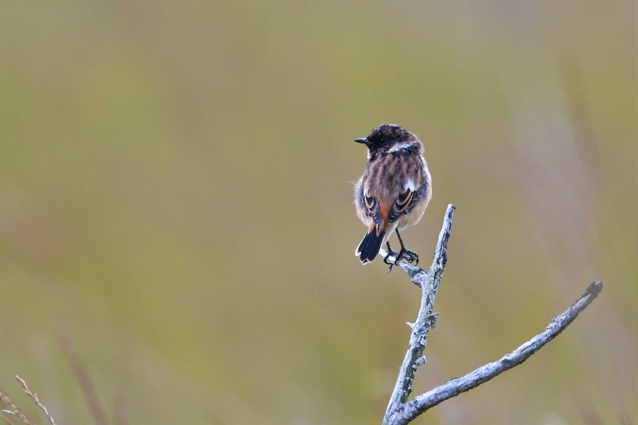 Photo of Amur Stonechat at 栃木県 by こつめ