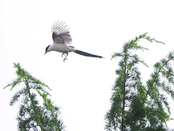 Azure-winged Magpie 杉並区荻窪 Wed, 6/23/2021
