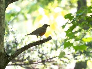 Brown-headed Thrush Yanagisawa Pass Sun, 7/18/2021