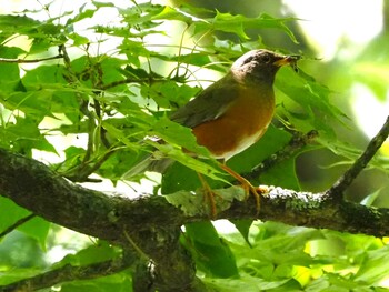 Brown-headed Thrush Yanagisawa Pass Sun, 7/18/2021