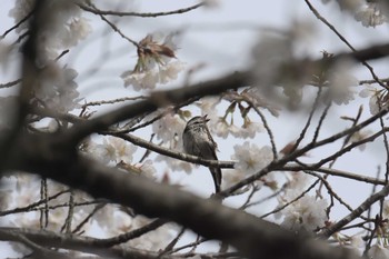 エナガ 滋賀県甲賀市甲南町創造の森 2017年4月16日(日)