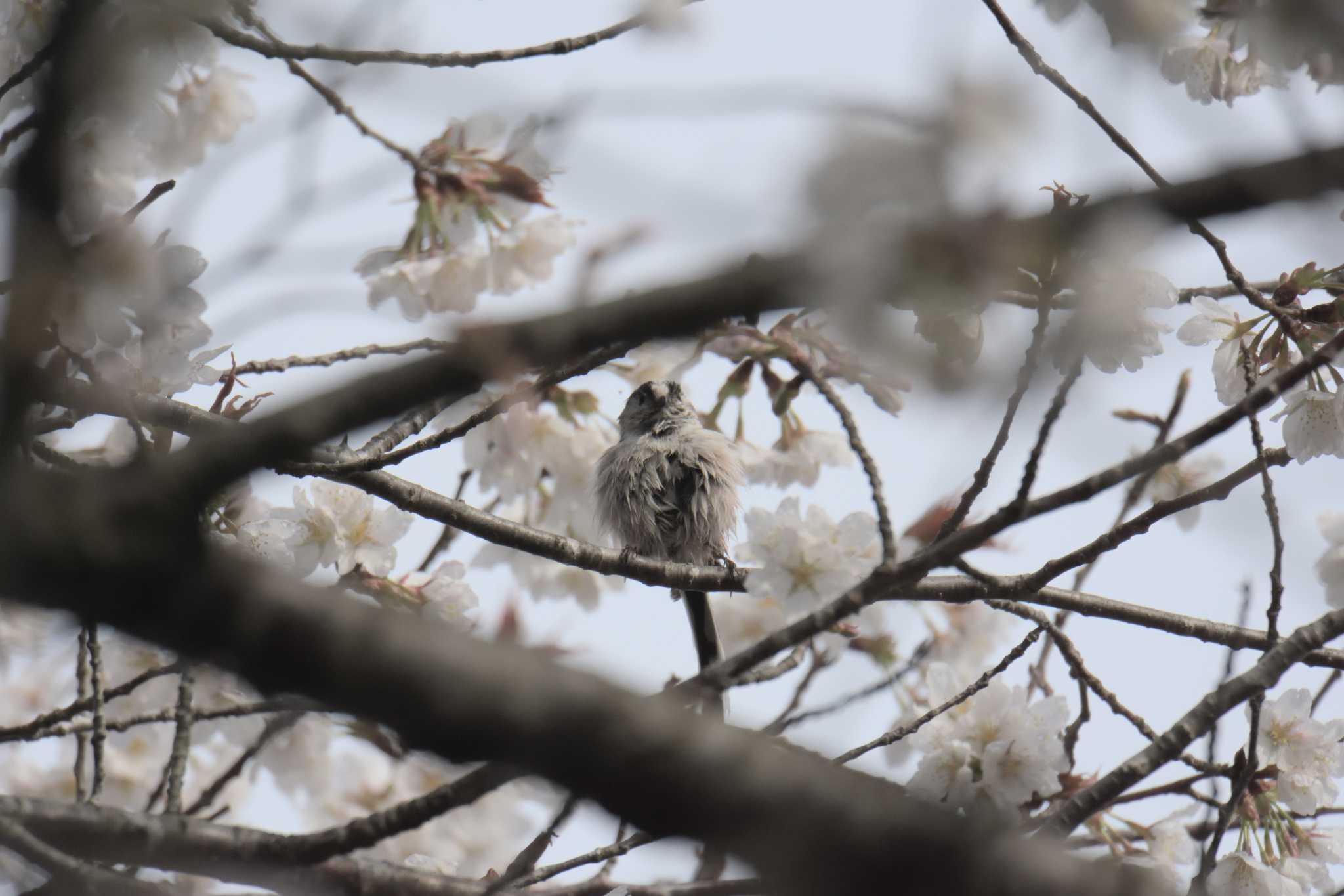 滋賀県甲賀市甲南町創造の森 エナガの写真 by masatsubo