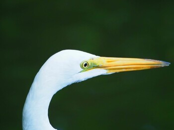 チュウサギ 三渓園 2021年9月16日(木)