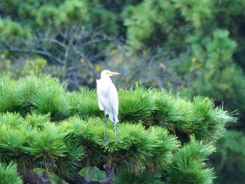 チュウサギ 三渓園 2021年9月16日(木)