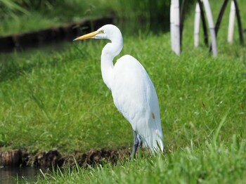 チュウサギ 三渓園 2021年9月16日(木)