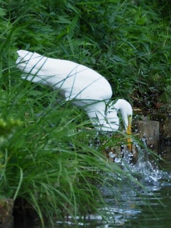 チュウサギ 三渓園 2021年9月16日(木)