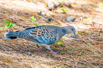 キジバト 向島公園 2021年9月5日(日)