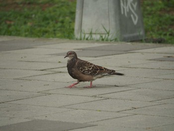 Spotted Dove 大安森林公園 Tue, 4/18/2017