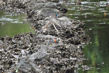2021年9月17日(金) 長浜公園の野鳥観察記録