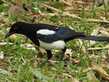 Eurasian Magpie 大安森林公園 Tue, 4/18/2017