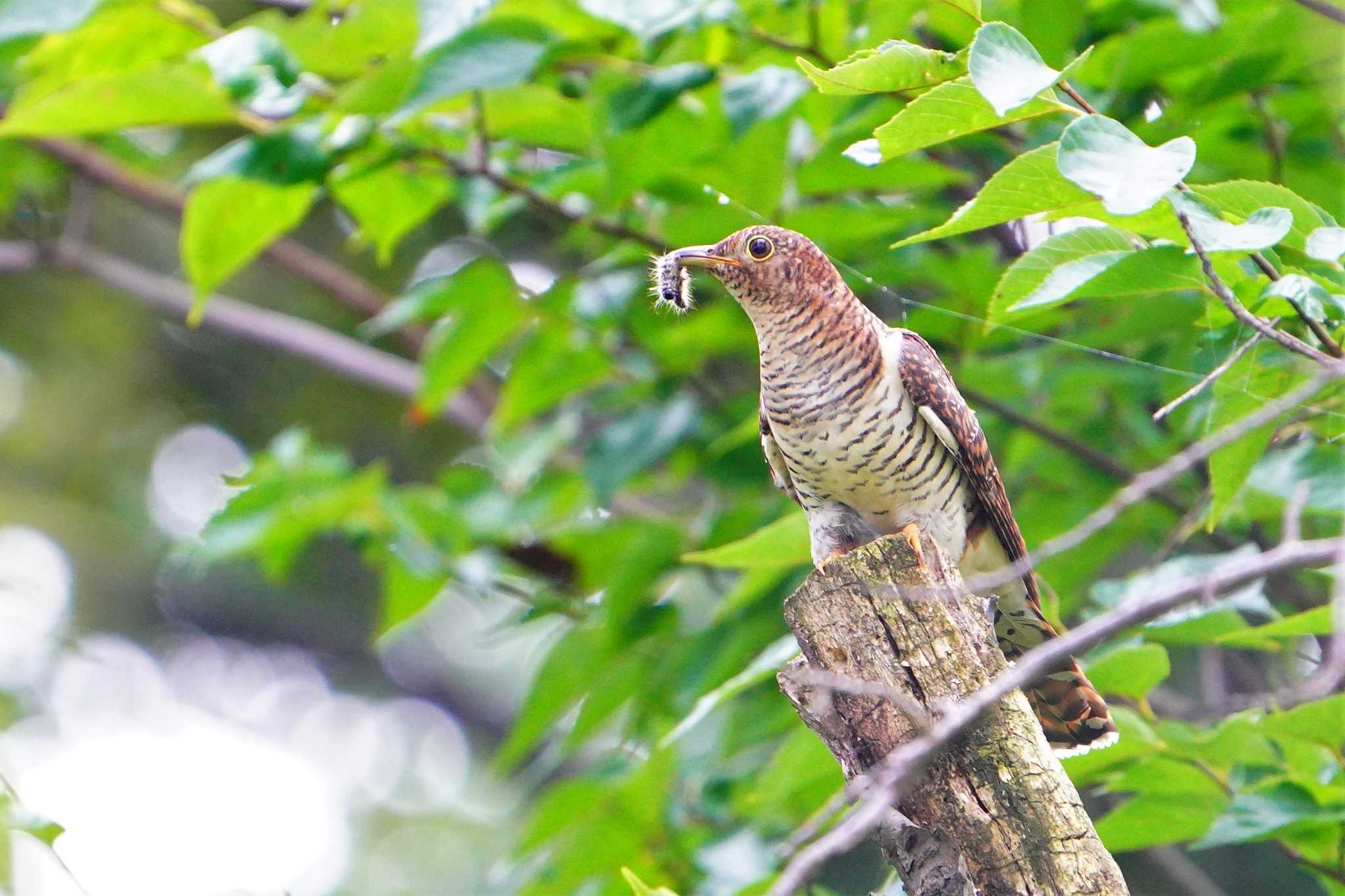 サクラソウ公園 ツツドリの写真 by 川４