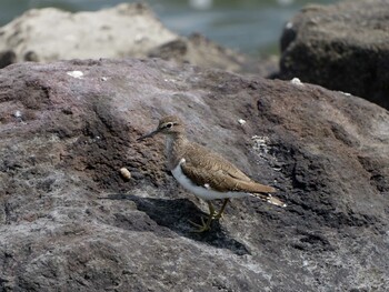 2021年9月16日(木) 東京港野鳥公園の野鳥観察記録