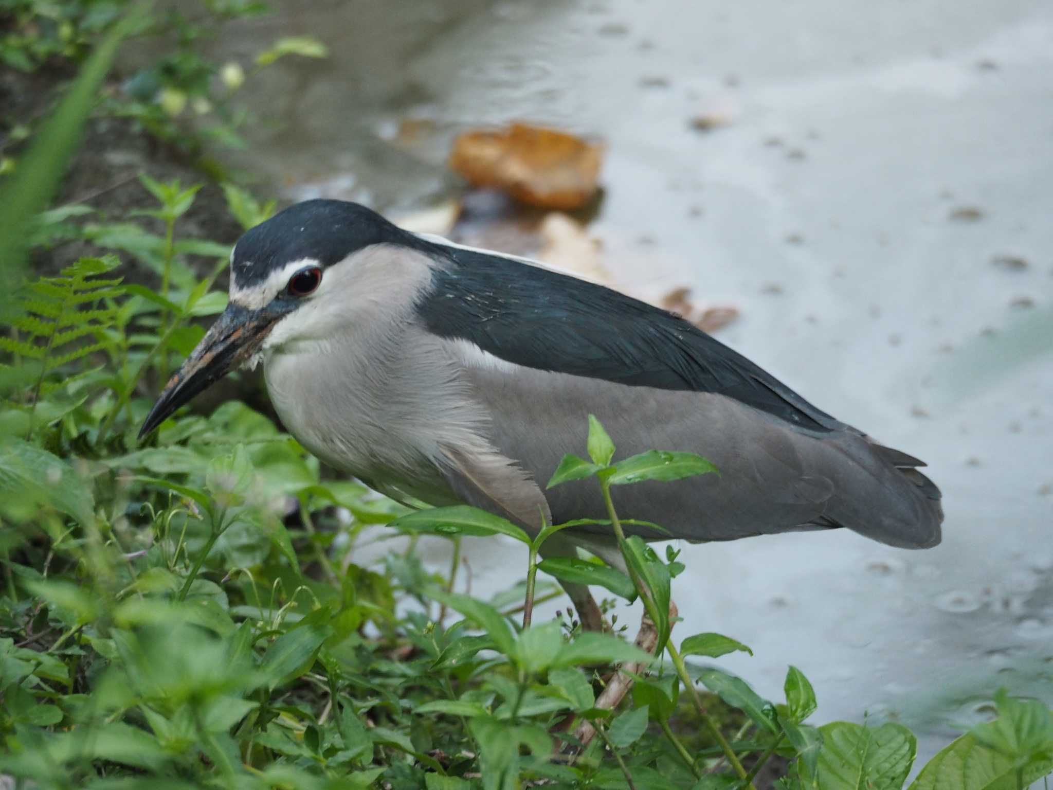 Photo of Black-crowned Night Heron at 台北植物園 by ヤス