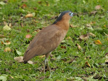 Malayan Night Heron 大安森林公園 Tue, 4/18/2017