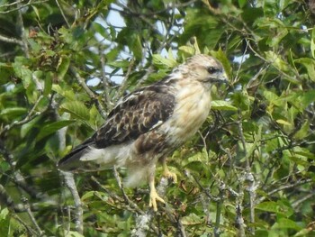 2021年9月6日(月) 十勝地方 豊北トイトッキの野鳥観察記録