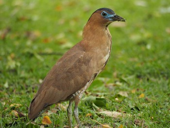 Malayan Night Heron 大安森林公園 Tue, 4/18/2017