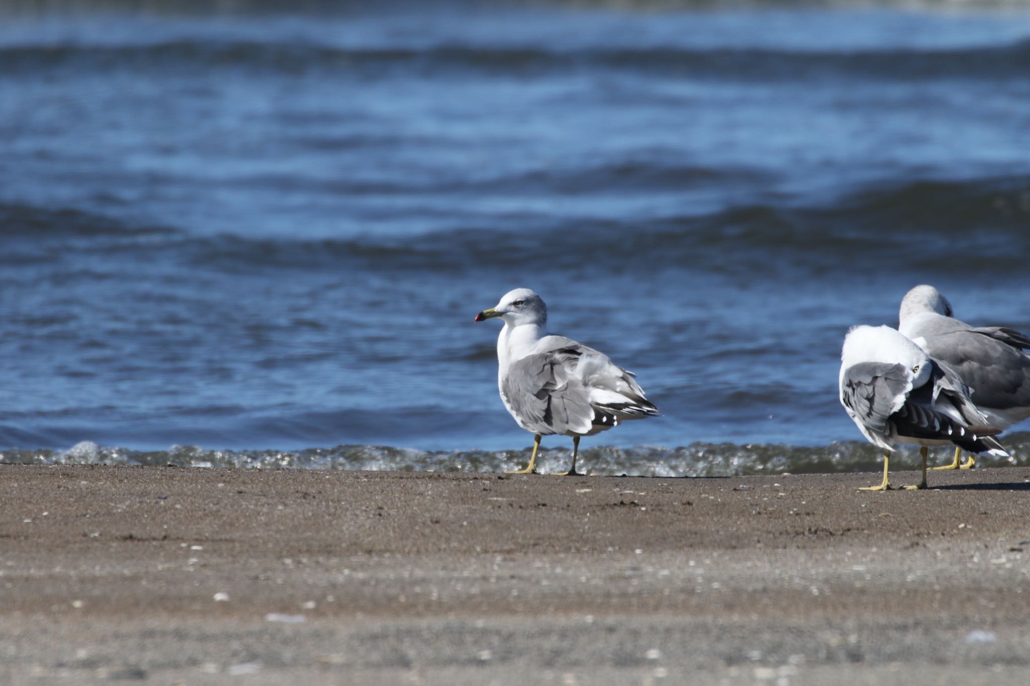 Photo of Black-tailed Gull at 新川河口(札幌市) by will 73