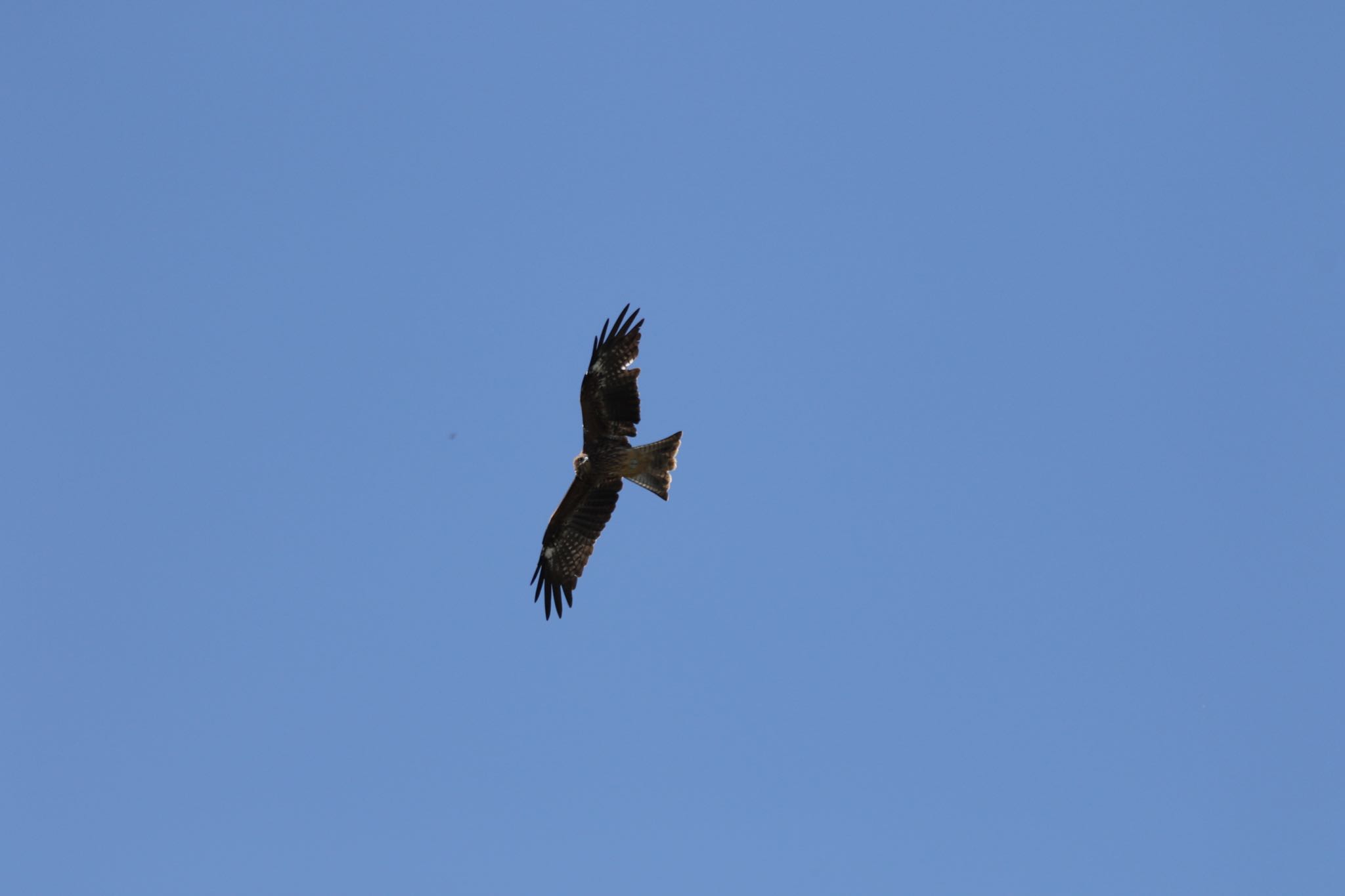 Photo of Black Kite at 新川河口(札幌市) by will 73