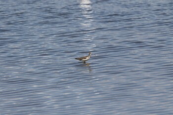 Common Greenshank いしかり調整池(石狩調整池) Wed, 9/15/2021