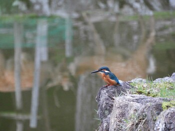 カワセミ 奈良公園 2021年9月12日(日)