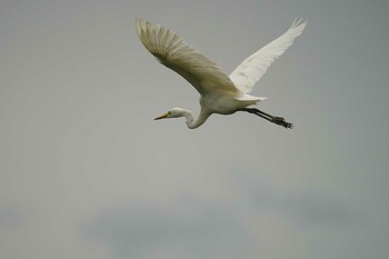 Great Egret 飯梨川河口(島根県安来市) Fri, 9/17/2021