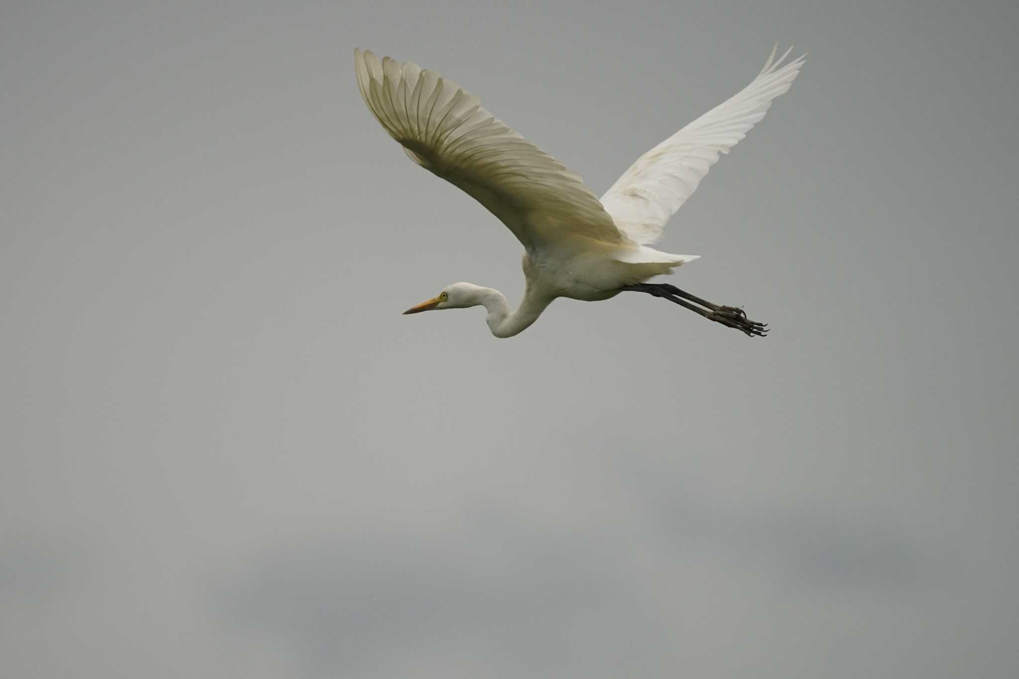 Photo of Great Egret at 飯梨川河口(島根県安来市) by ひらも