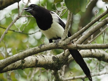 Eurasian Magpie 大安森林公園 Tue, 4/18/2017