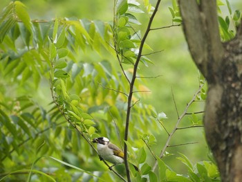 Light-vented Bulbul 大安森林公園 Tue, 4/18/2017