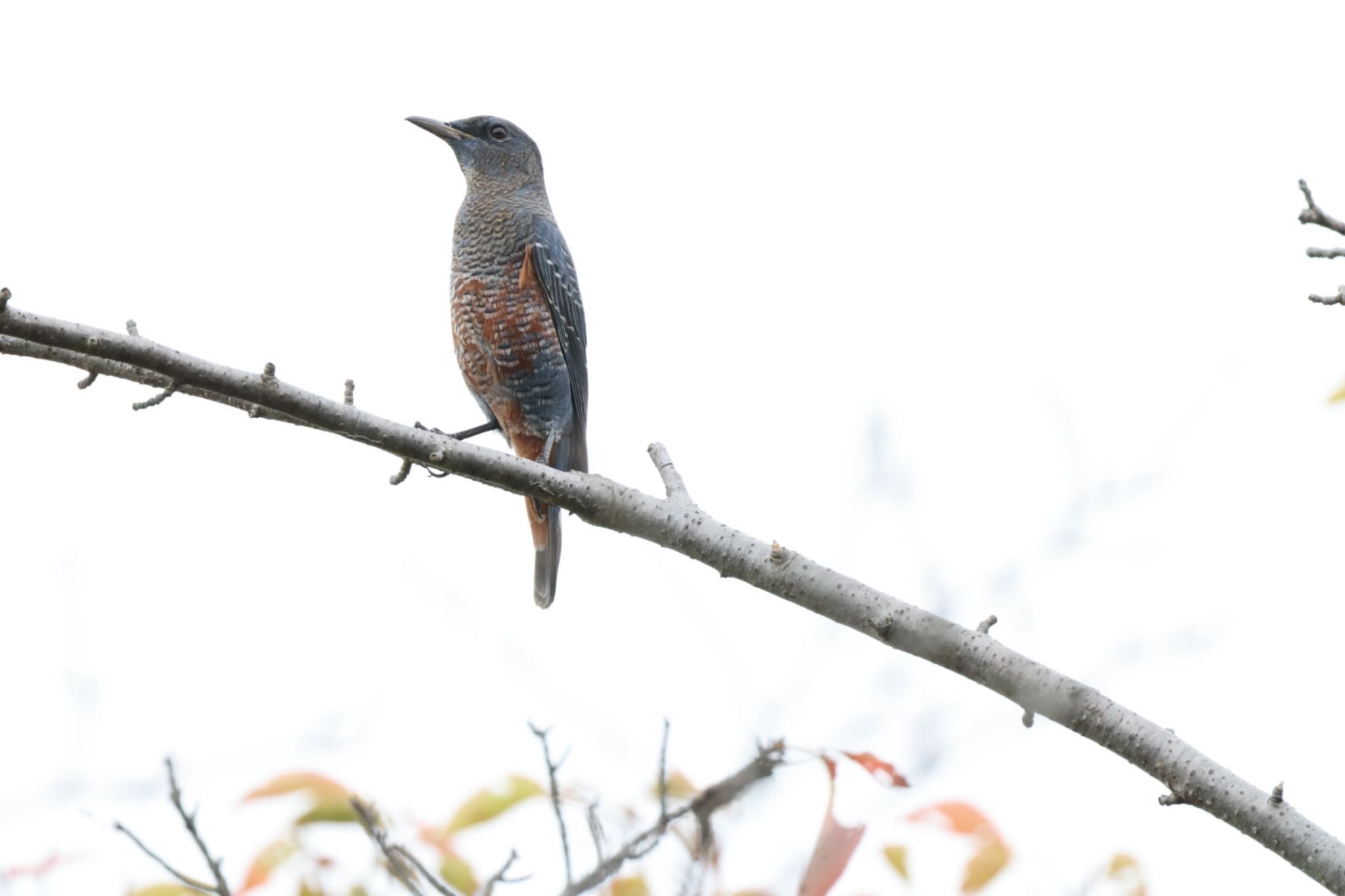 Blue Rock Thrush