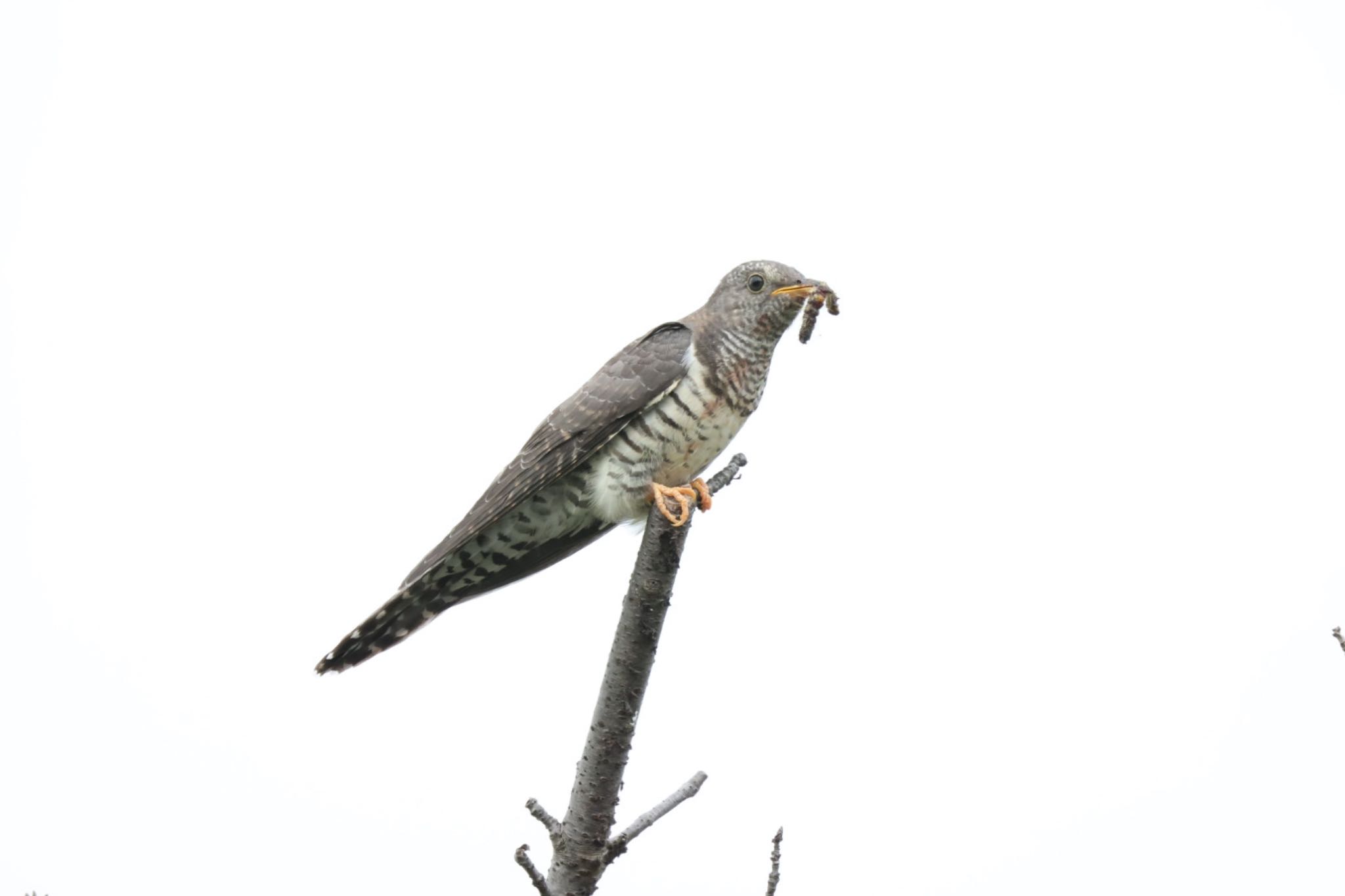 Oriental Cuckoo