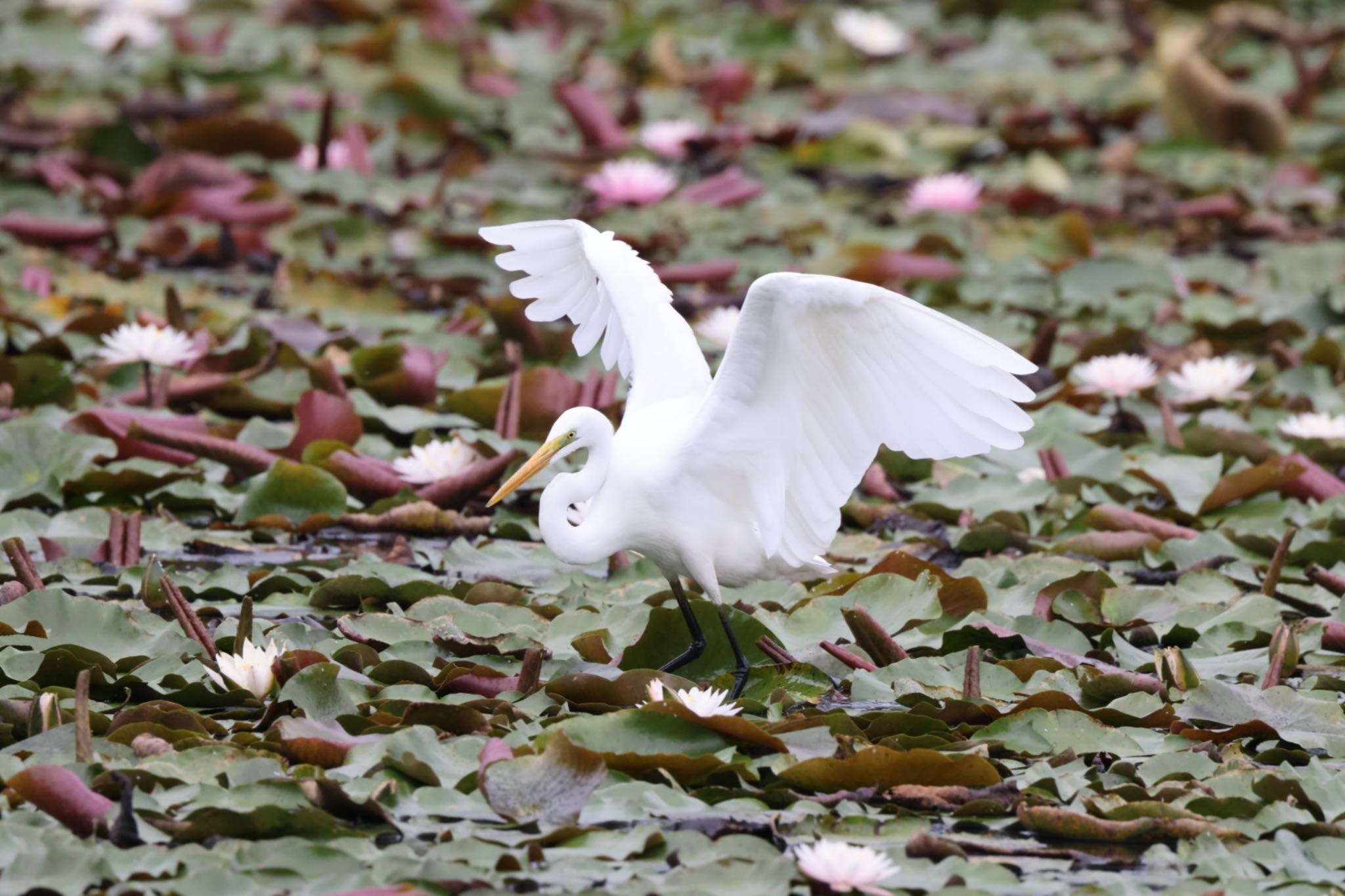 Great Egret