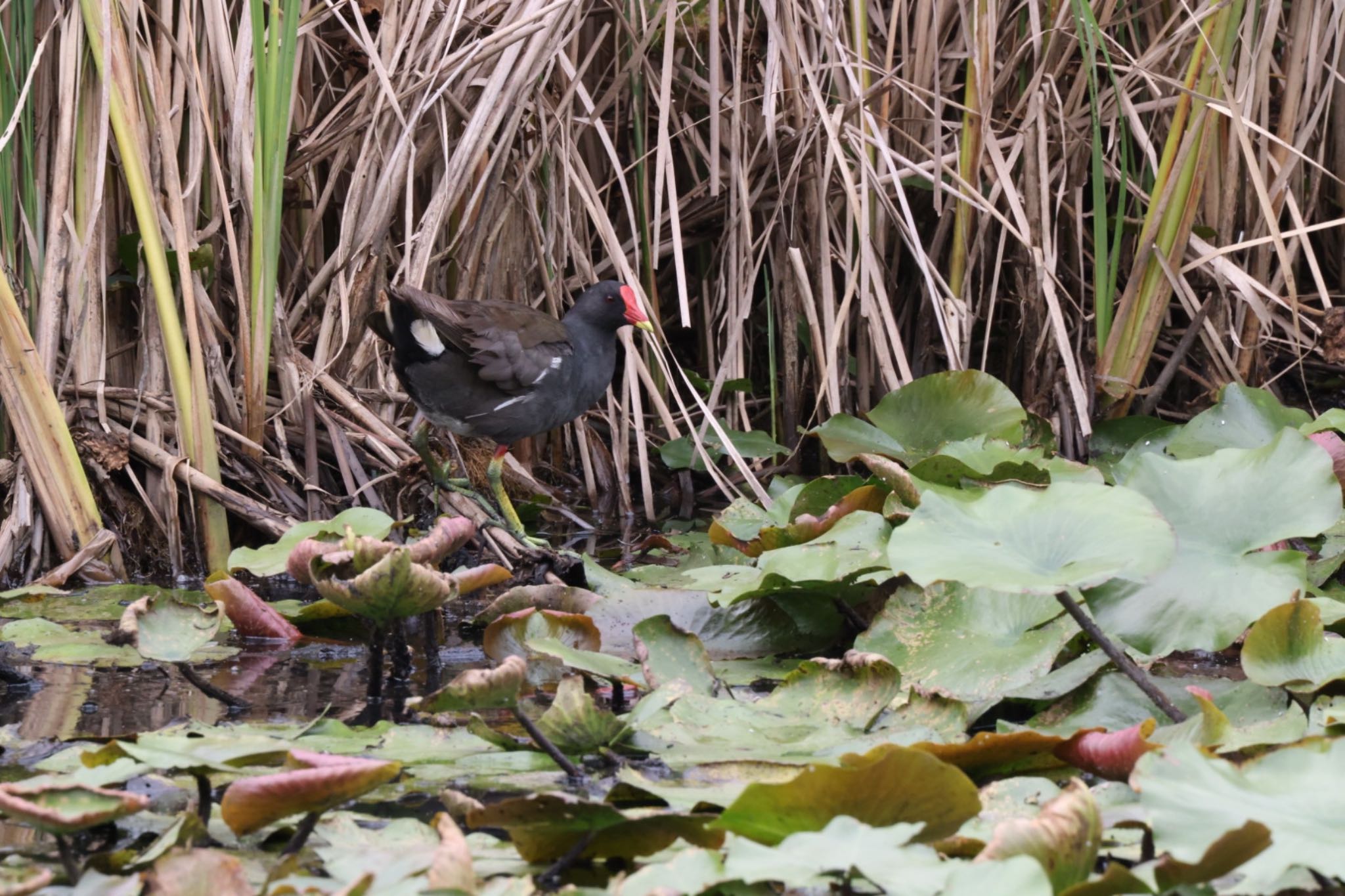 Common Moorhen