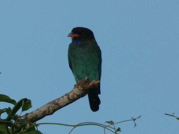 Oriental Dollarbird Yoron Island Fri, 9/17/2021