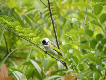 シロガシラ 大安森林公園 2017年4月18日(火)