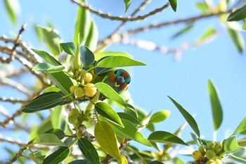 Double-eyed Fig Parrot ケアンズ Sun, 10/20/2019