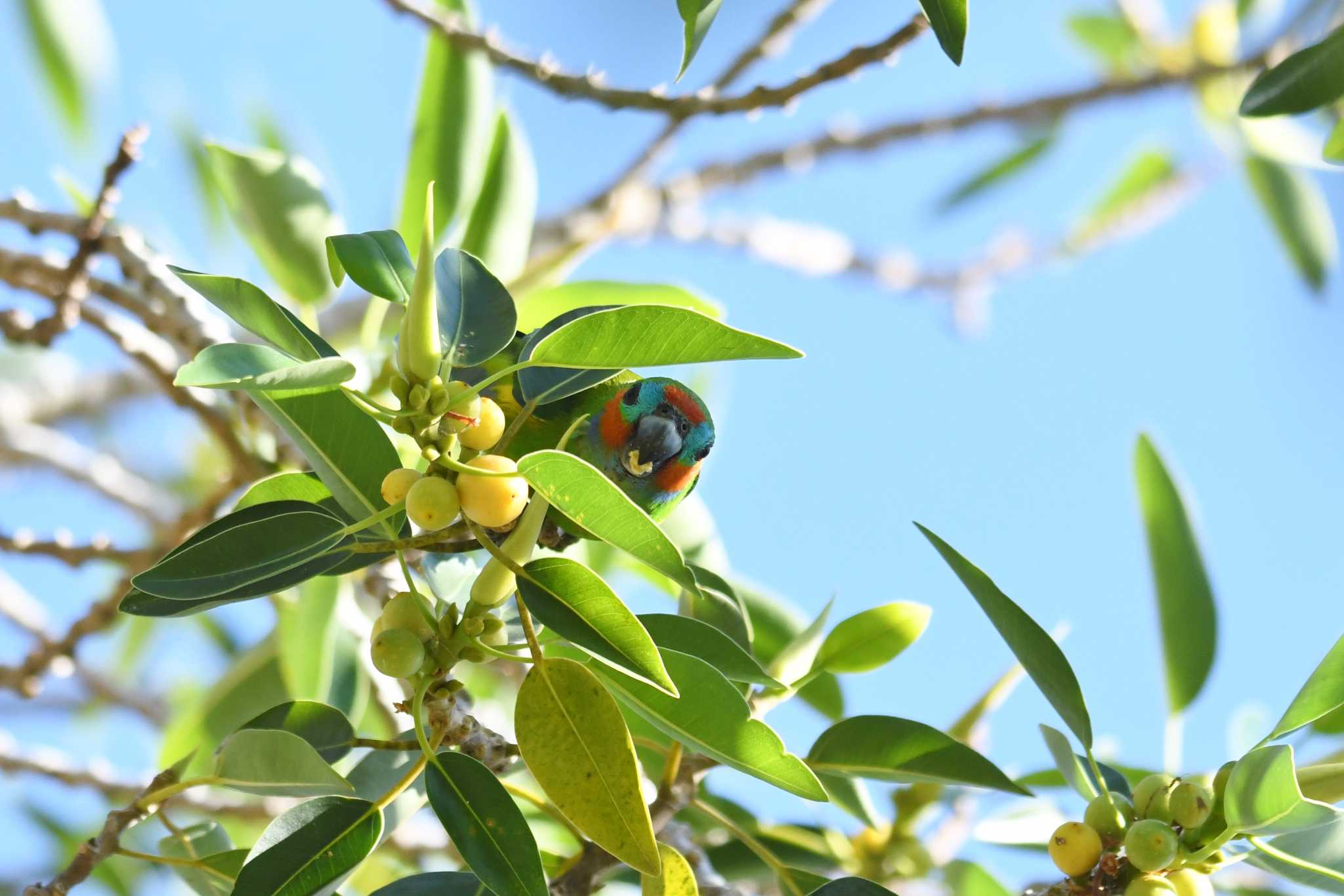 Photo of Double-eyed Fig Parrot at ケアンズ by あひる