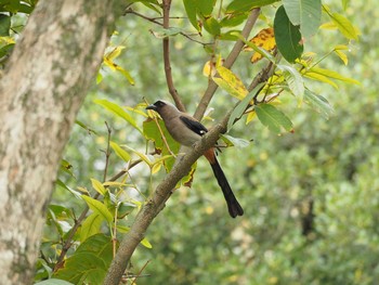 Grey Treepie 大安森林公園 Tue, 4/18/2017