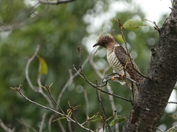 Oriental Cuckoo 埼玉県 Tue, 9/14/2021