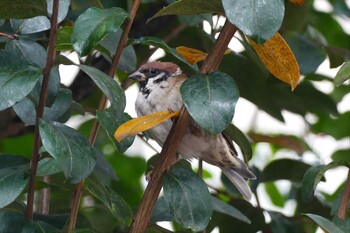 Eurasian Tree Sparrow 東京都 Fri, 9/17/2021
