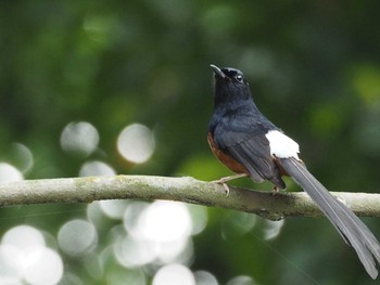 White-rumped Shama 大安森林公園 Tue, 4/18/2017