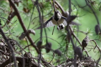 2021年9月17日(金) 福井緑地(札幌市西区)の野鳥観察記録