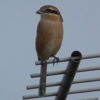 Brown Shrike 和歌山県和歌山市 Fri, 9/17/2021