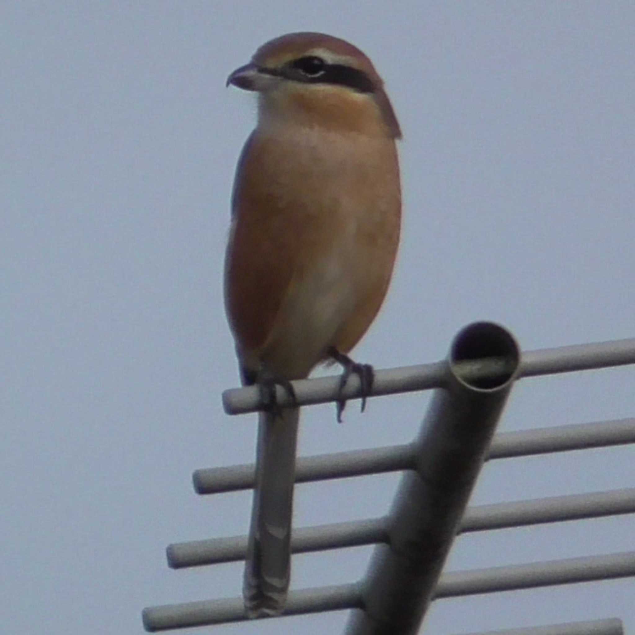 Photo of Brown Shrike at 和歌山県和歌山市 by くるみkフラワー