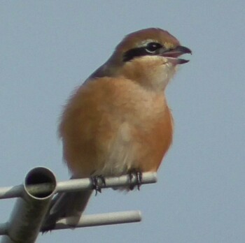 Brown Shrike 和歌山県和歌山市 Fri, 9/17/2021