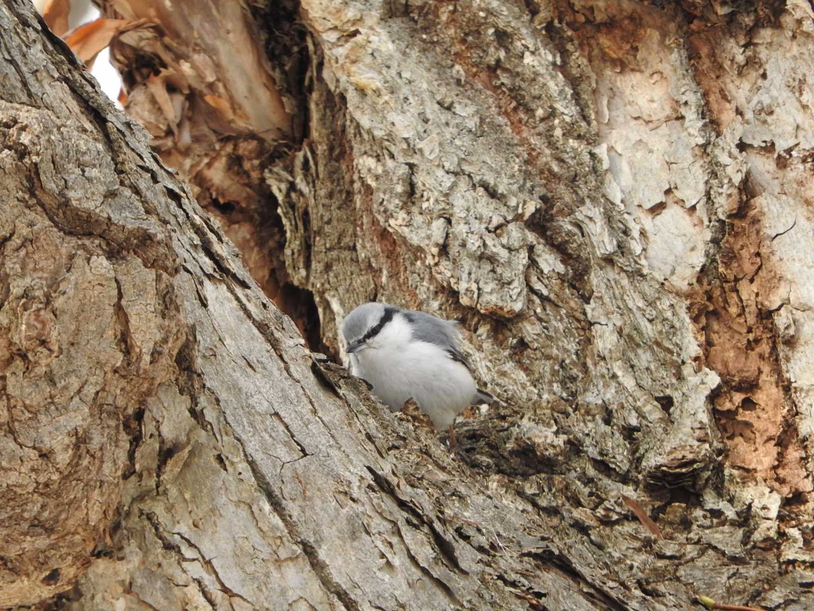 Eurasian Nuthatch