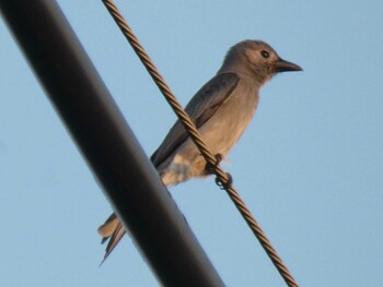 Ashy Drongo Yoron Island Sat, 9/18/2021