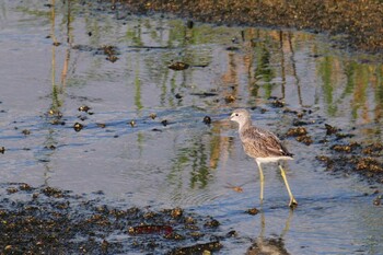 アオアシシギ 大阪南港野鳥園 2021年9月16日(木)